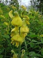 Crotalaria laburnifolia fl-t.JPG